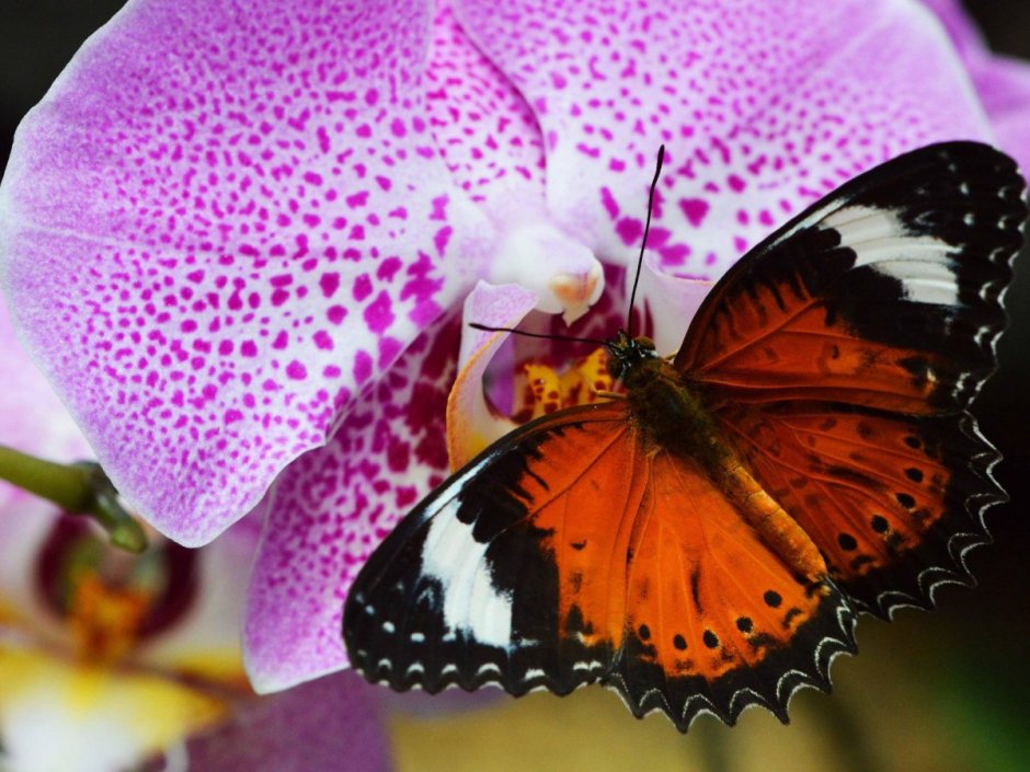 Пескара бабочка Орхидея