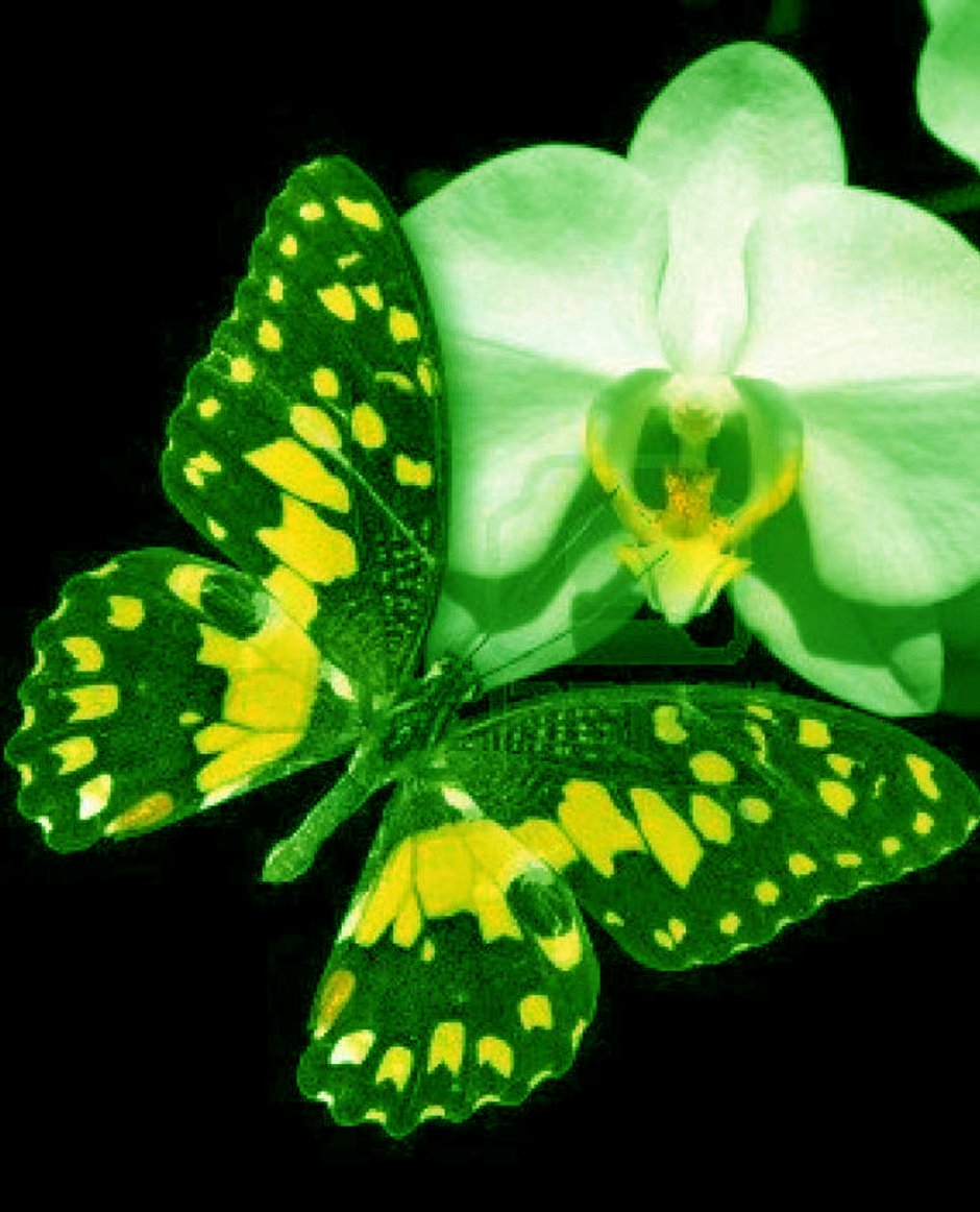 Орхидея бабочка Ниль