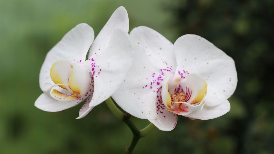 Мотылек орхидея
