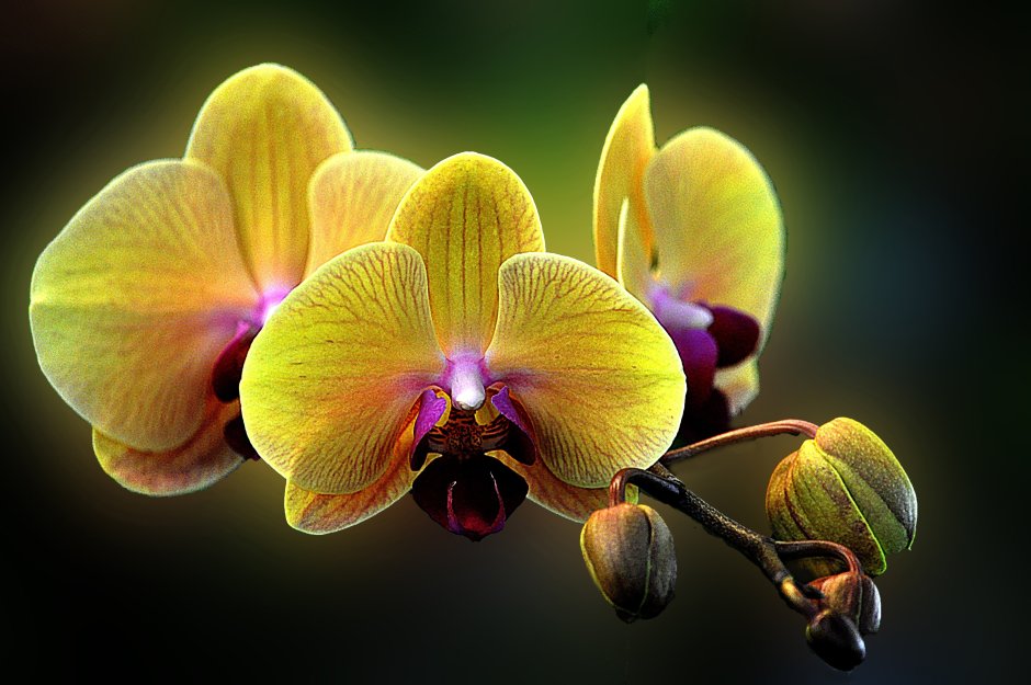 Орхидея фаленопсис Оптимистик фэнтези