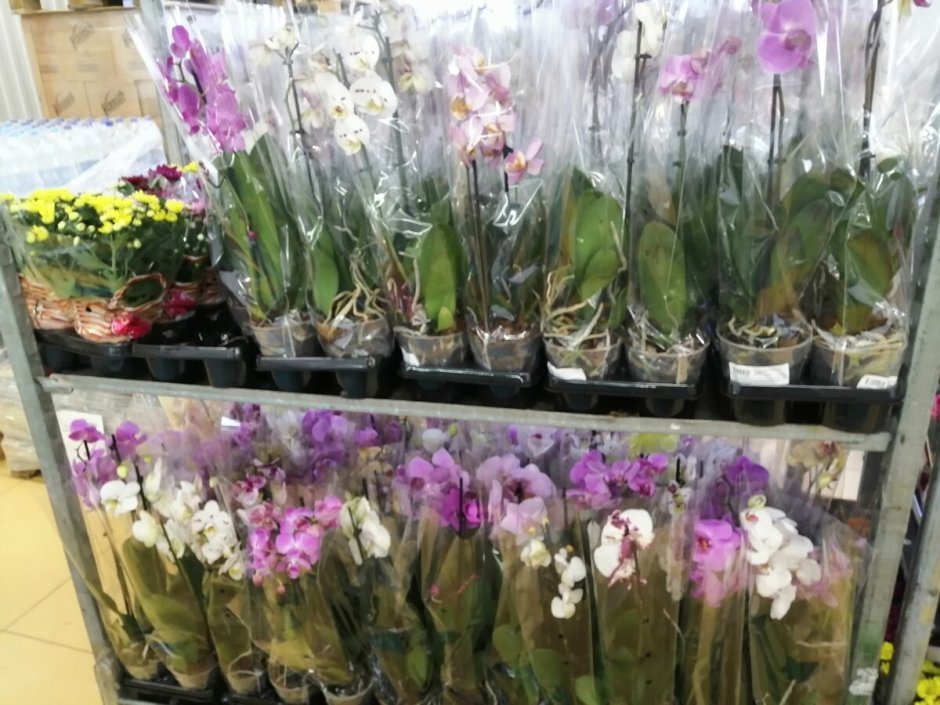 Орхидея фаленопсис светофор