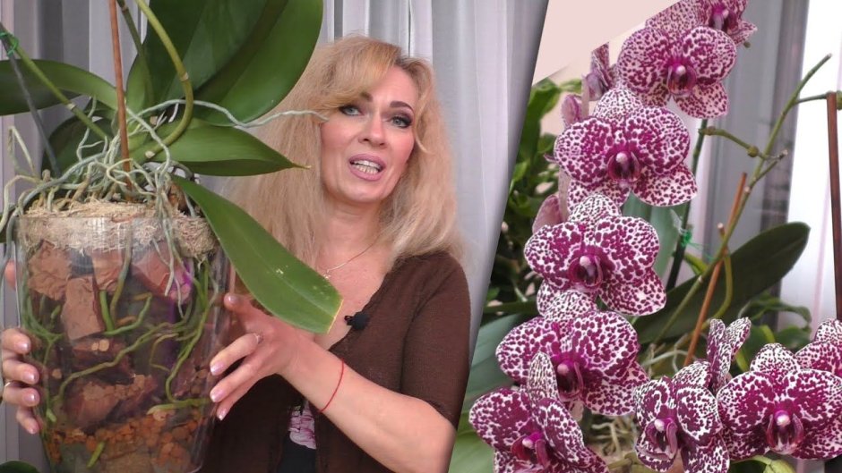 Из жизни орхидей Елена