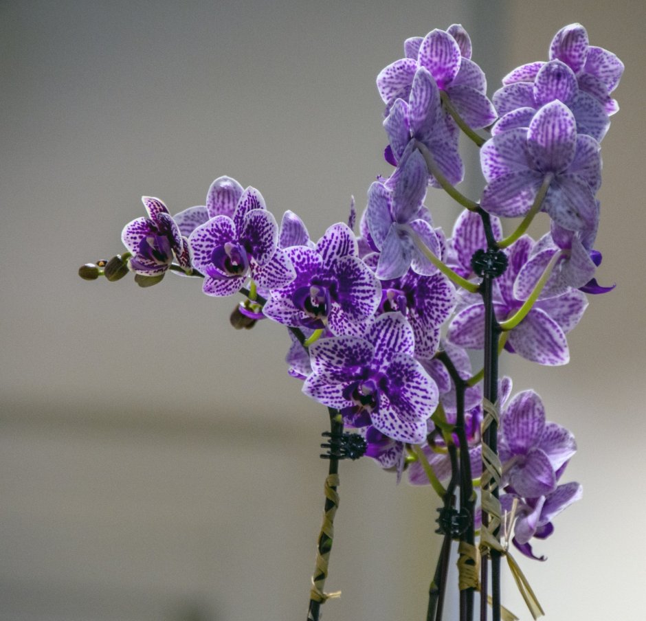 Орхидея мультифлора сиреневпя