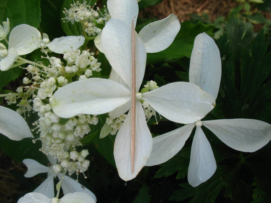 Paniculata great Star гортензия