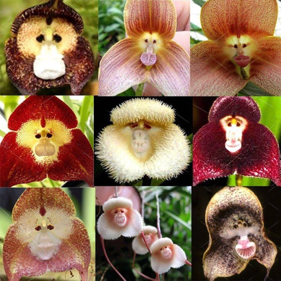 Марчела орхидеи