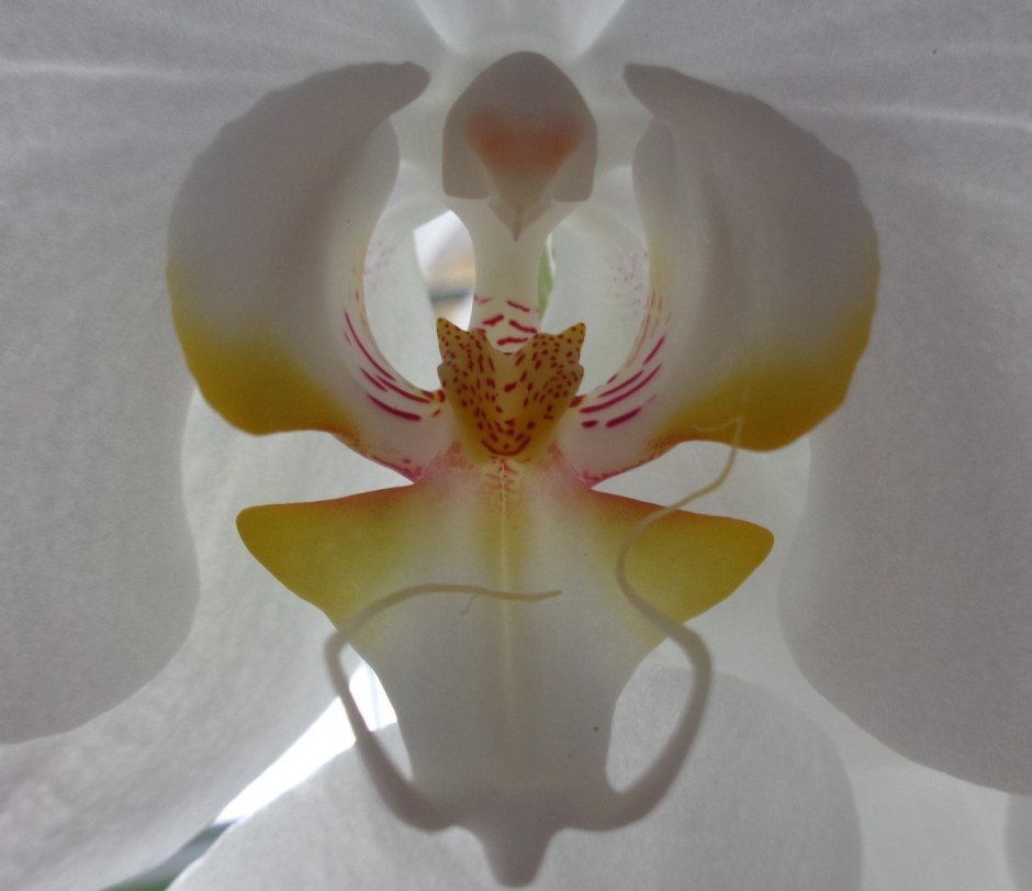 Орхидея из изолона