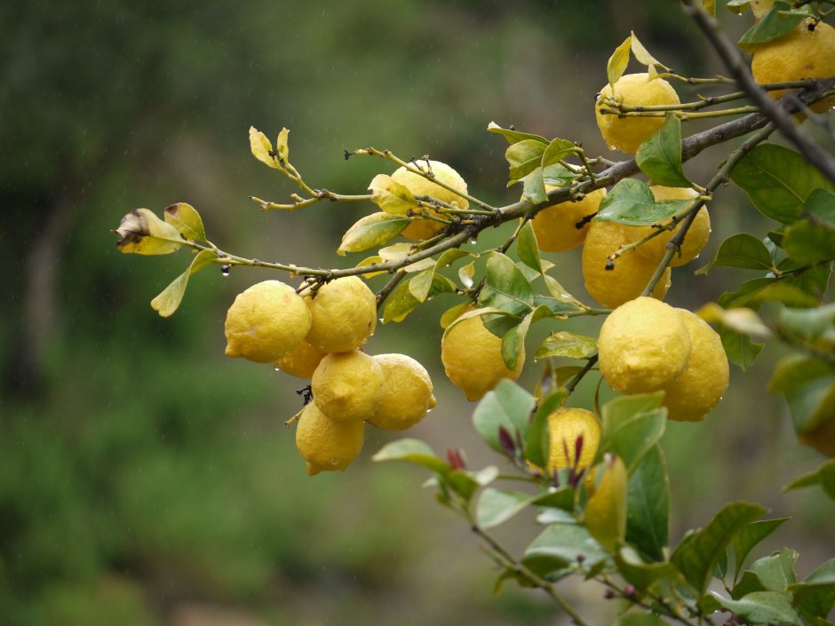 Лимонная айва куст