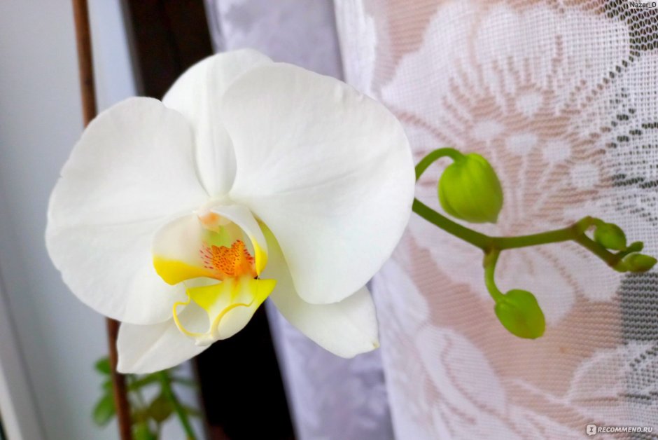 Орхидея зацвела в марте