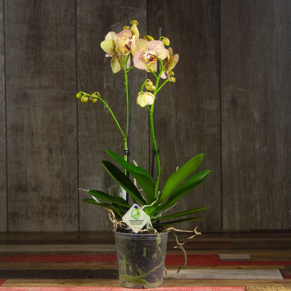 Орхидея Виктория 9 шт 60см (Голл)