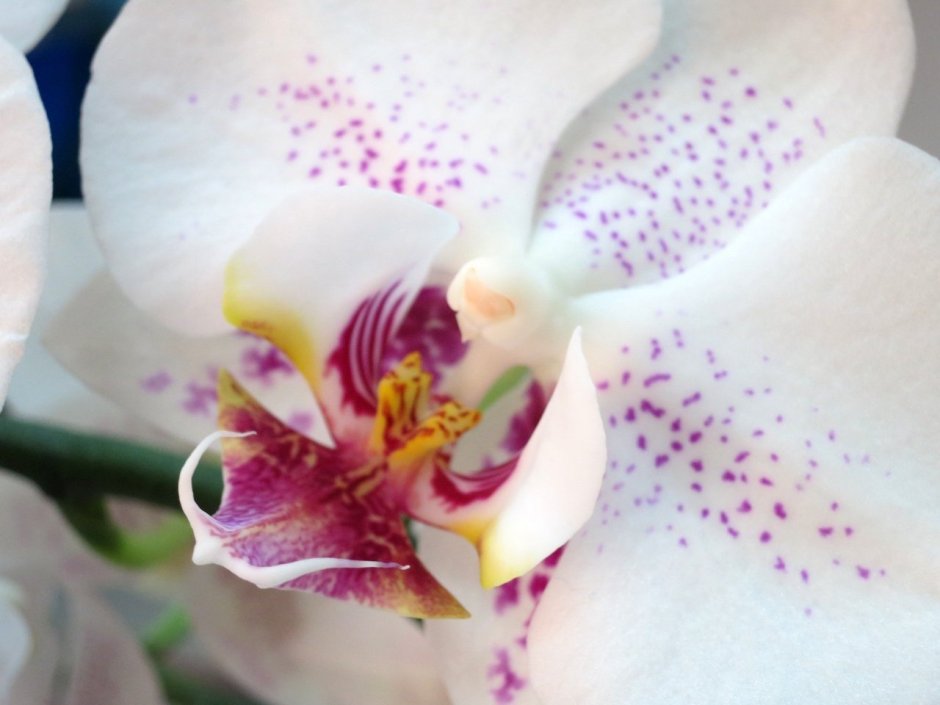 Орхидея мурена
