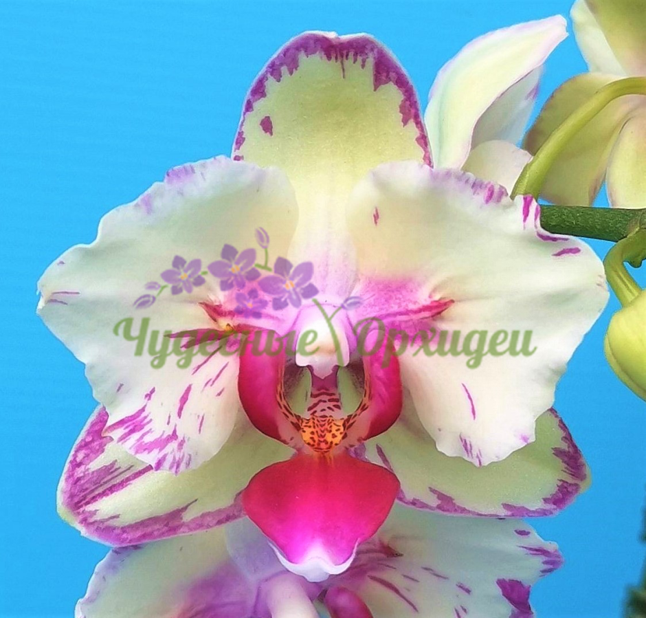 Орхидея PF 5017
