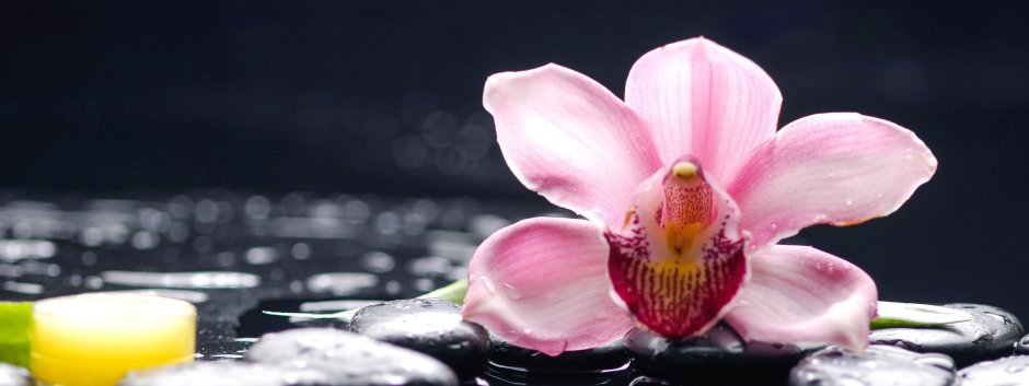 Орхидея и Лотос