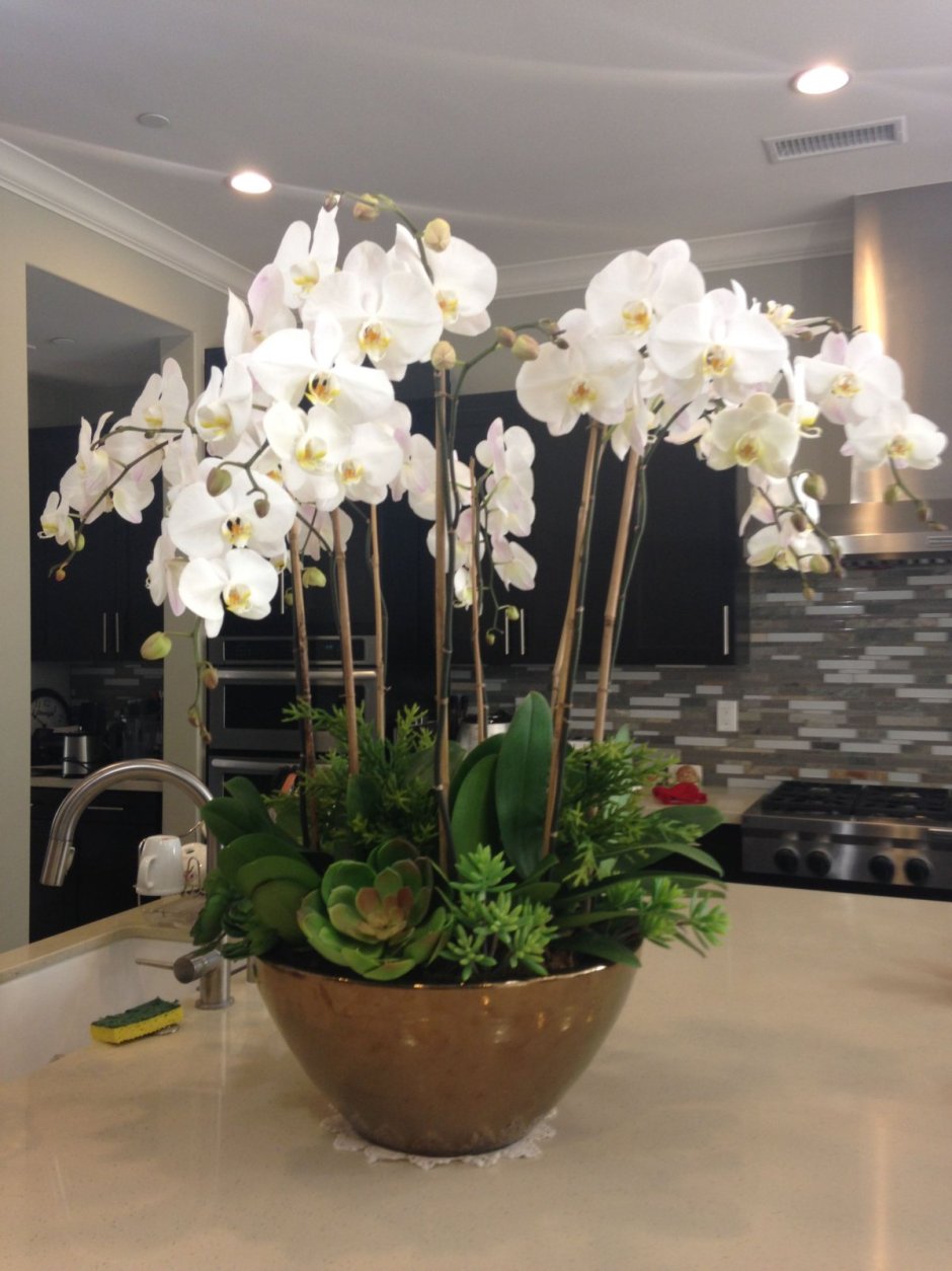 Орхидея фаленопсис белая гигант