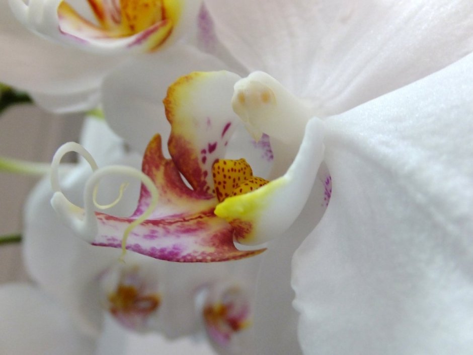 Орхидея фаленопсис White Tenderness