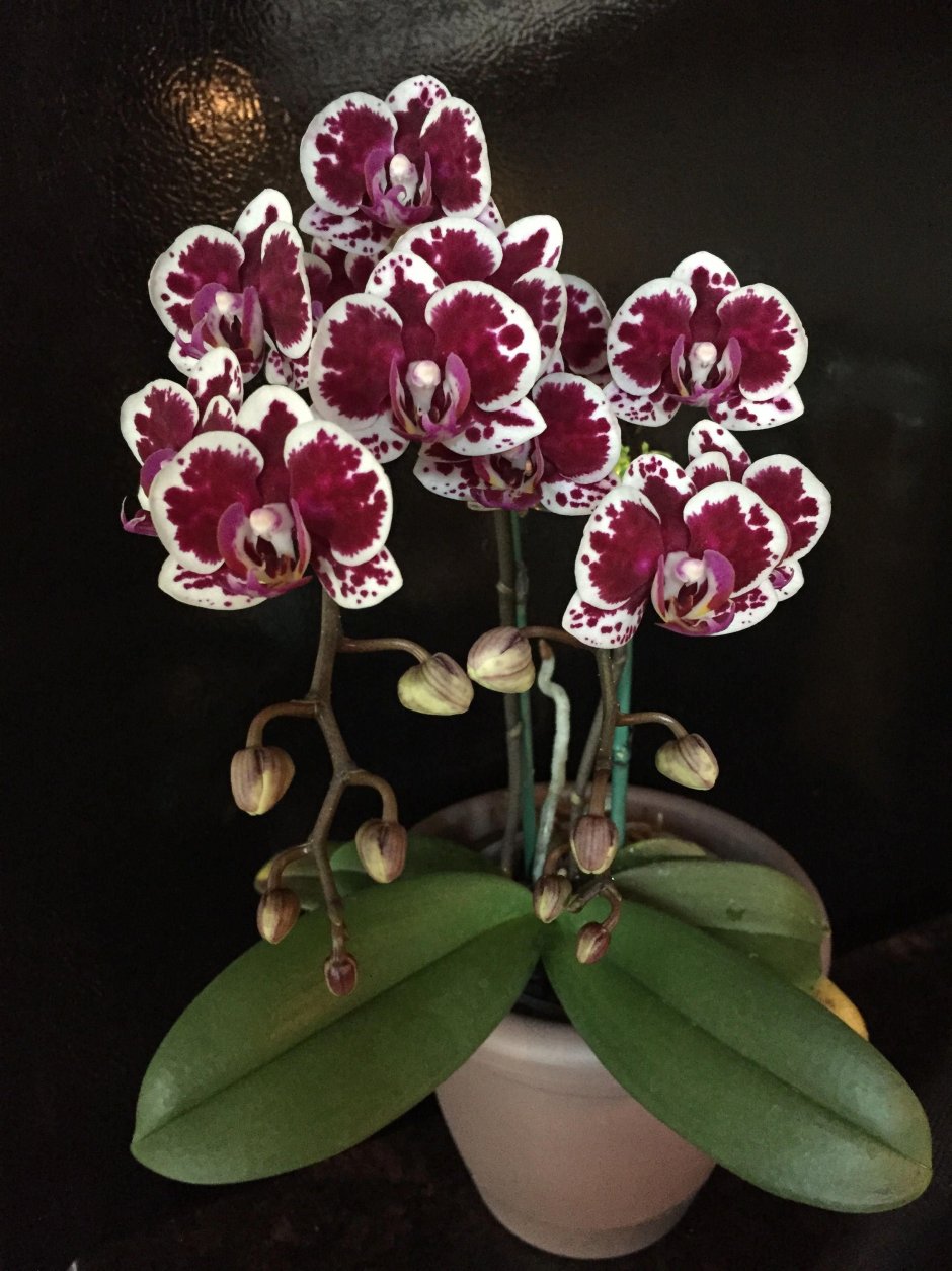 Орхидея мультифлора бордовая
