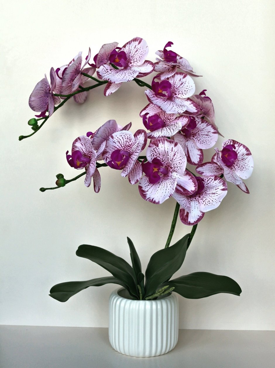 Орхидея бинти