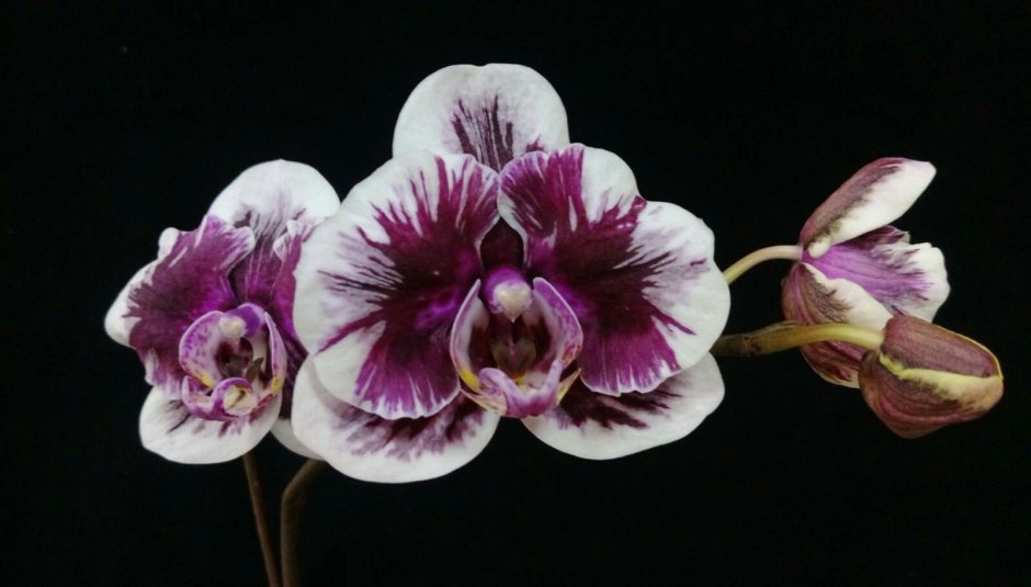 Орхидея фаленопсис Voodoo