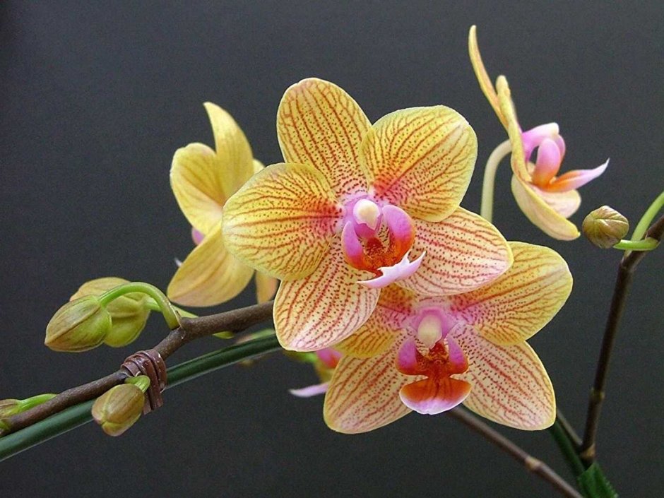 Мастерпис Орхидея