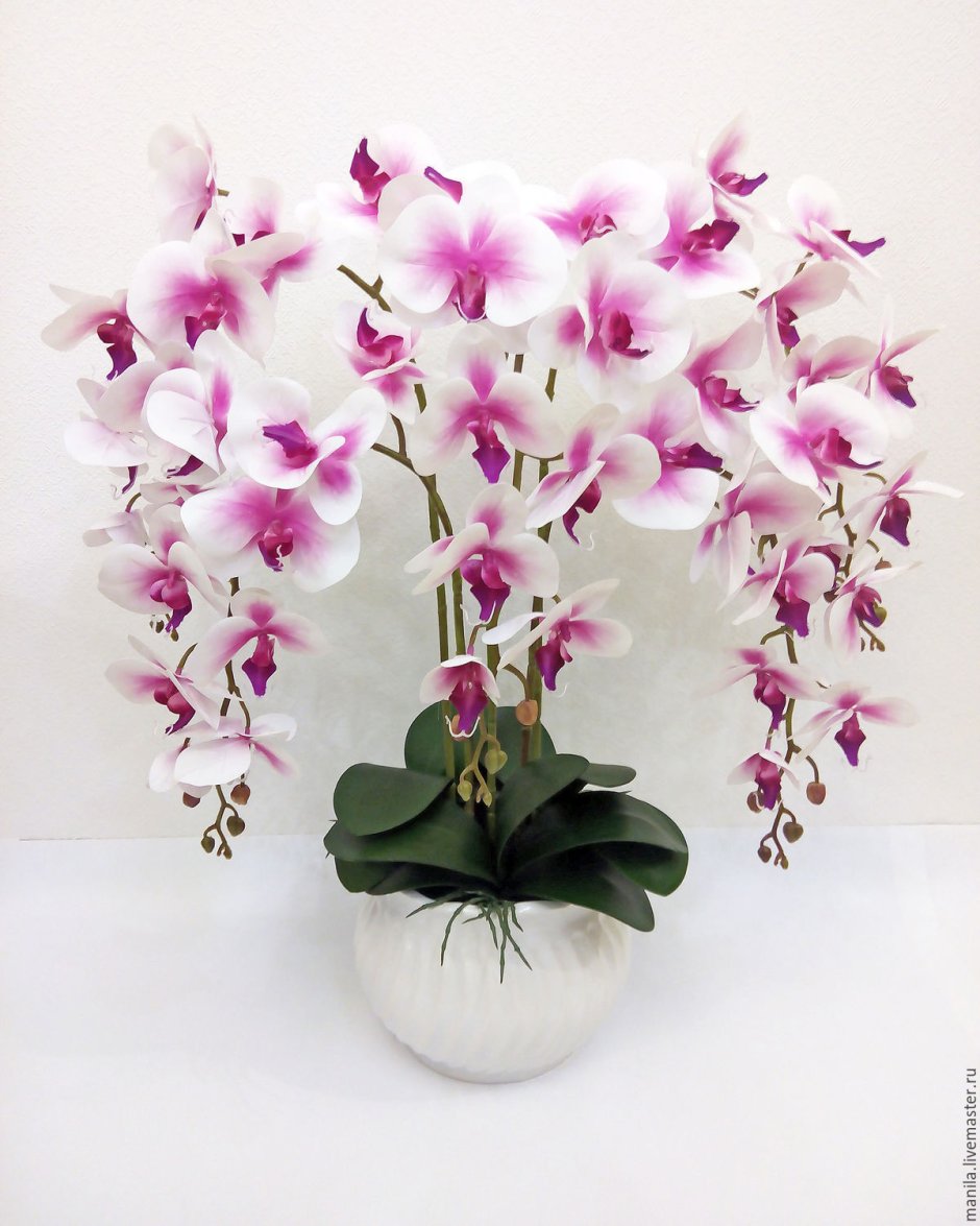 Орхидея Grazia мультифлора