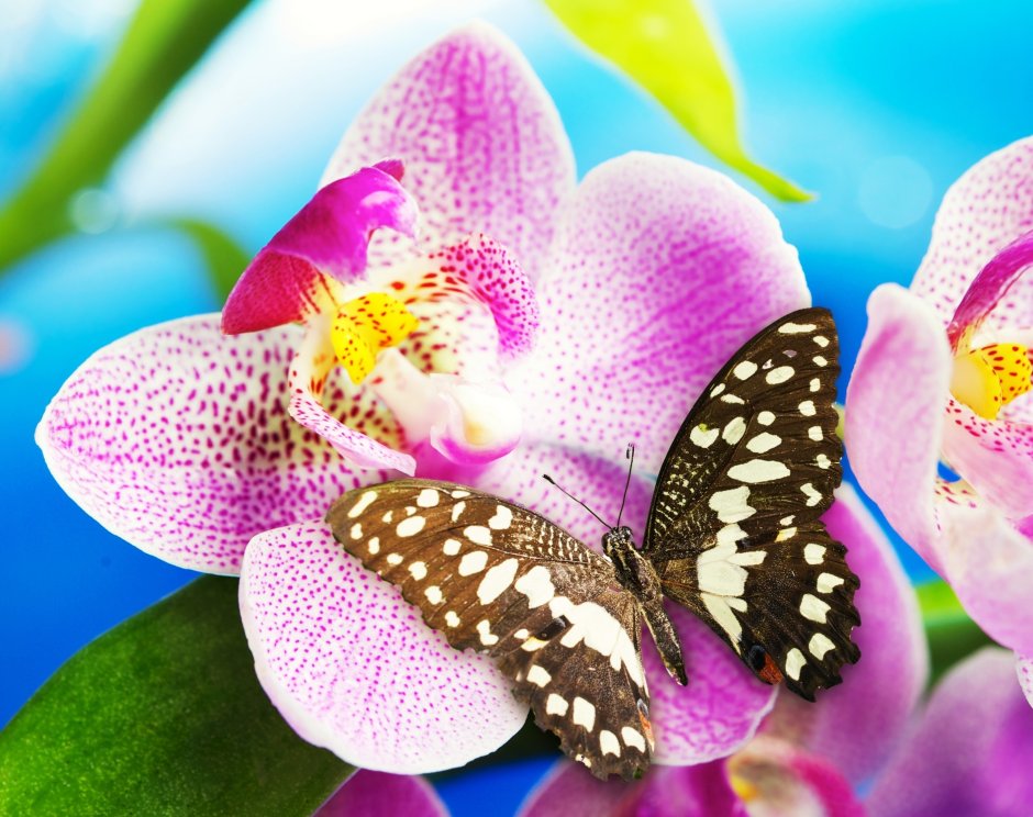 Гранди бабочка Орхидея