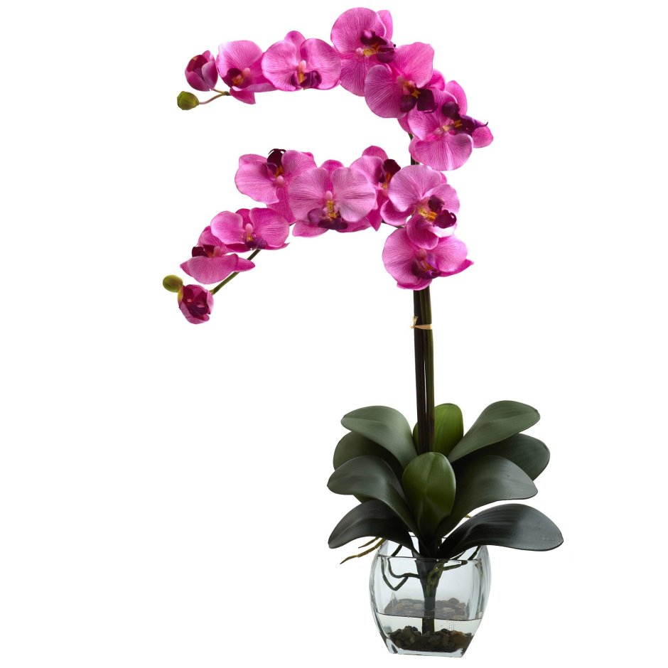 Орхидея фаленопсис Silk
