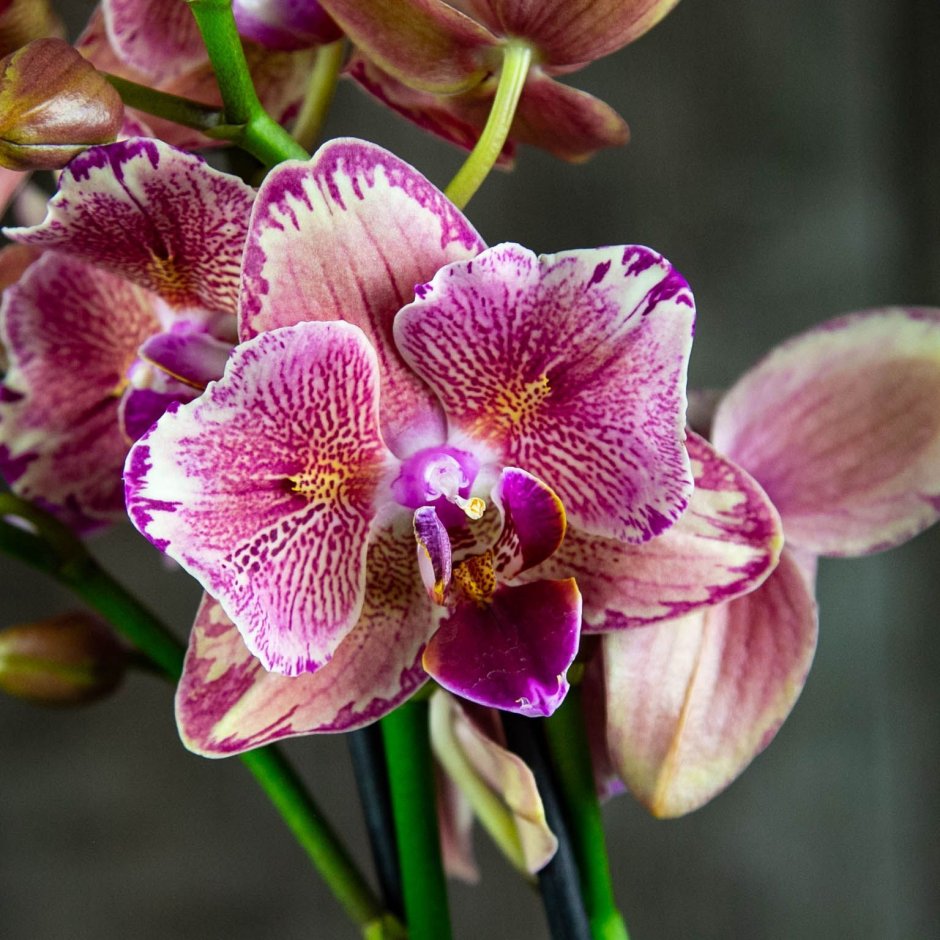Фаленопсис и Орхидея в чем разница