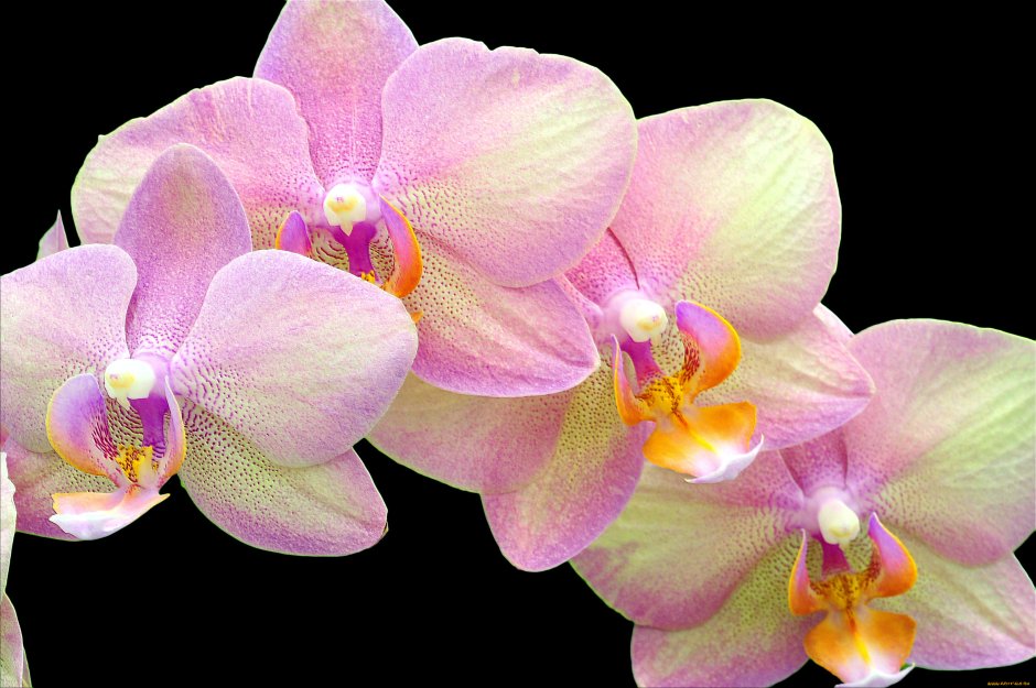 Орхидея ред сезам