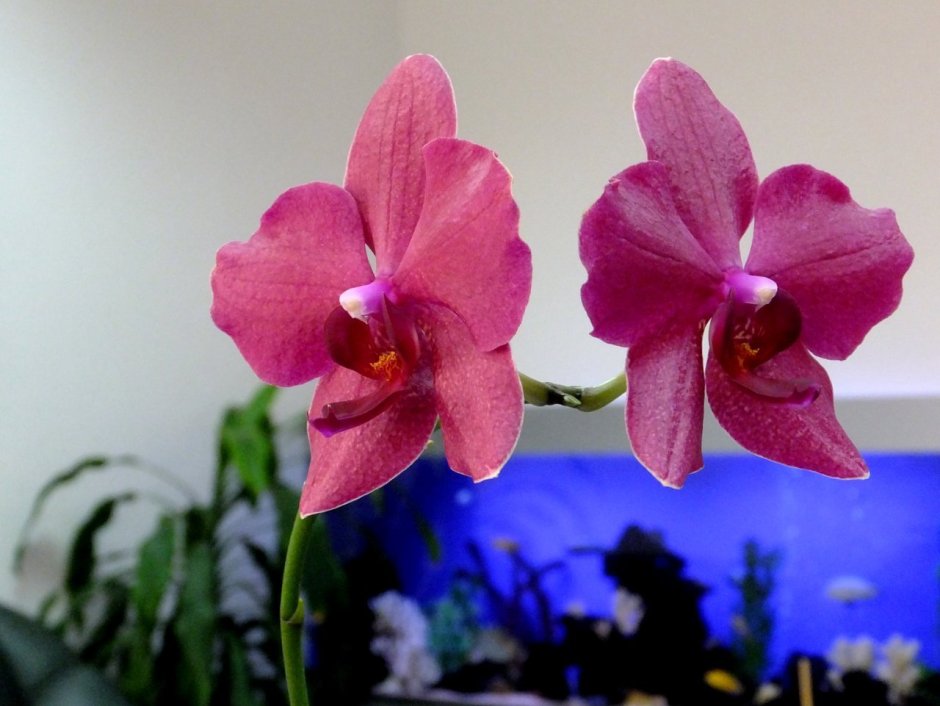 Орхидея фаленопсис Дестини