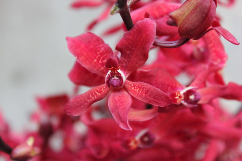 Орхидея Red Apple