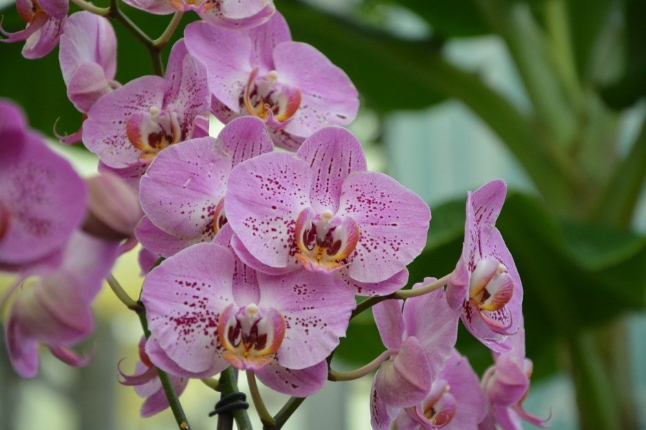 Карибиан Дрим Орхидея