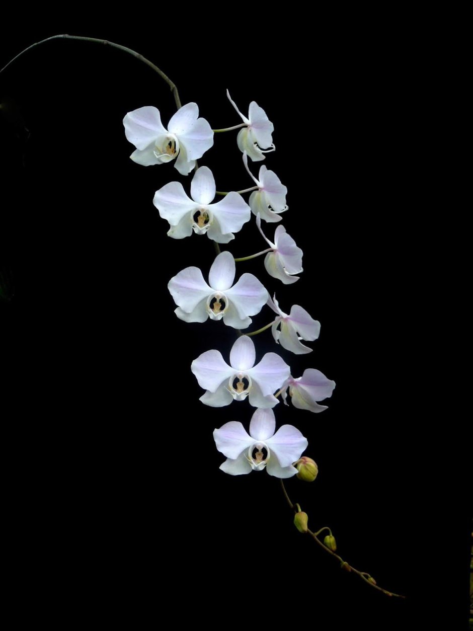 Орхидея Phal. Hatuyuki