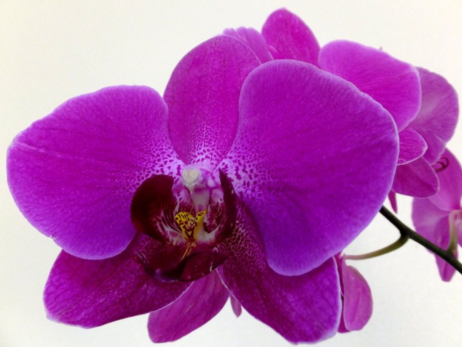 Барселона орхидея