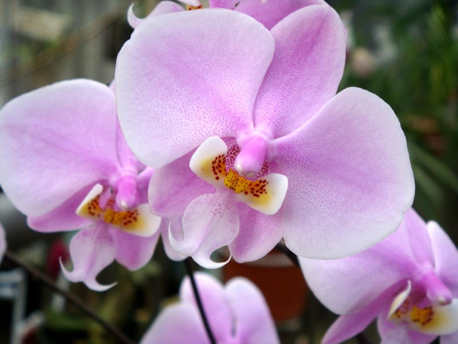 Орхидея фаленопсис Шиллера
