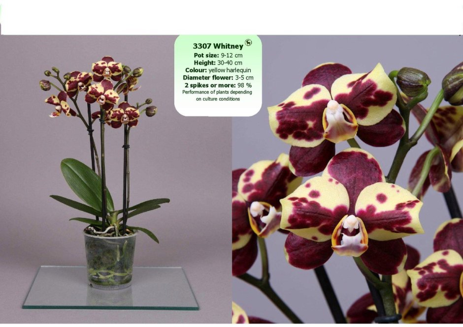 Орхидея Phalaenopsis Уитни