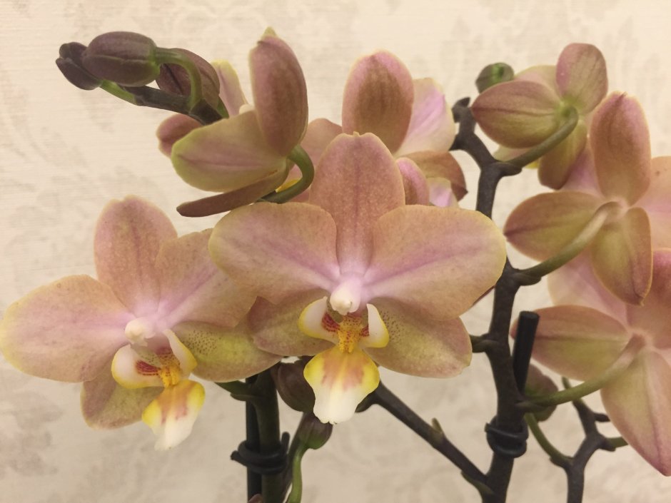 Орхидея оранж парфюмерная фабрика