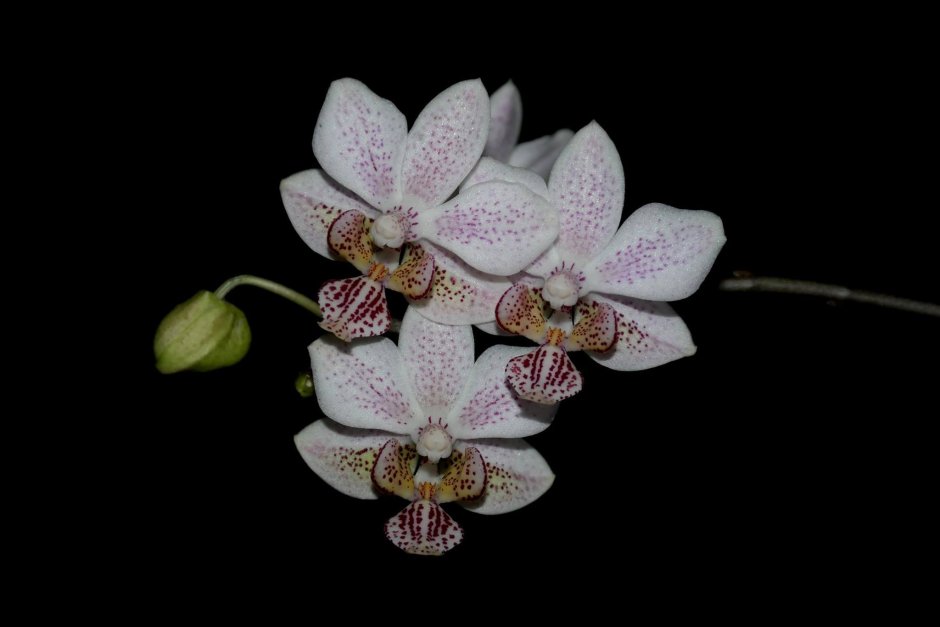 Хатуюки Орхидея фаленопсис