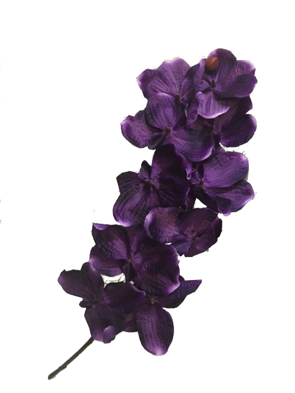 Орхидея с темно фиолетовыми цветами