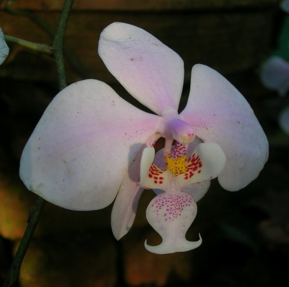 Орхидея Phal. Hatuyuki