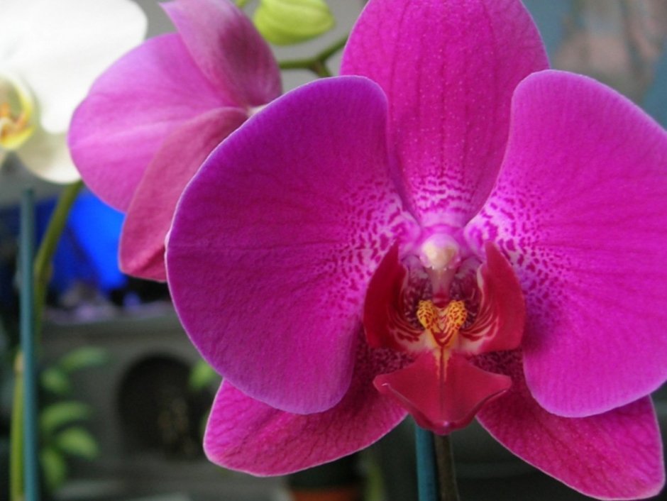 Орхидея фаленопсис Вивальди