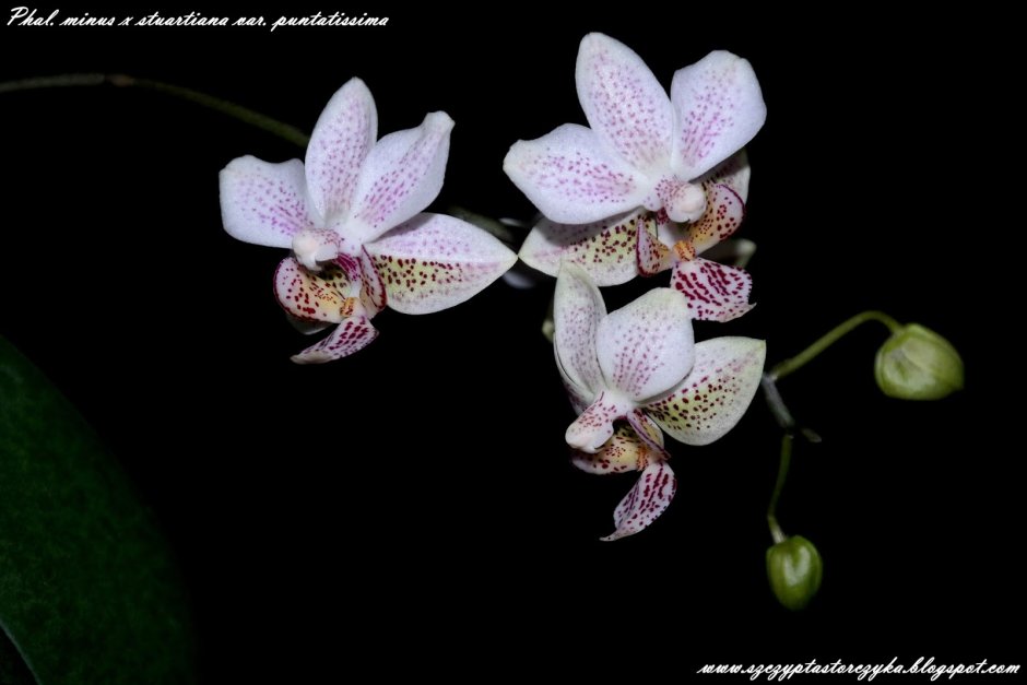 Хатуюки Орхидея фаленопсис