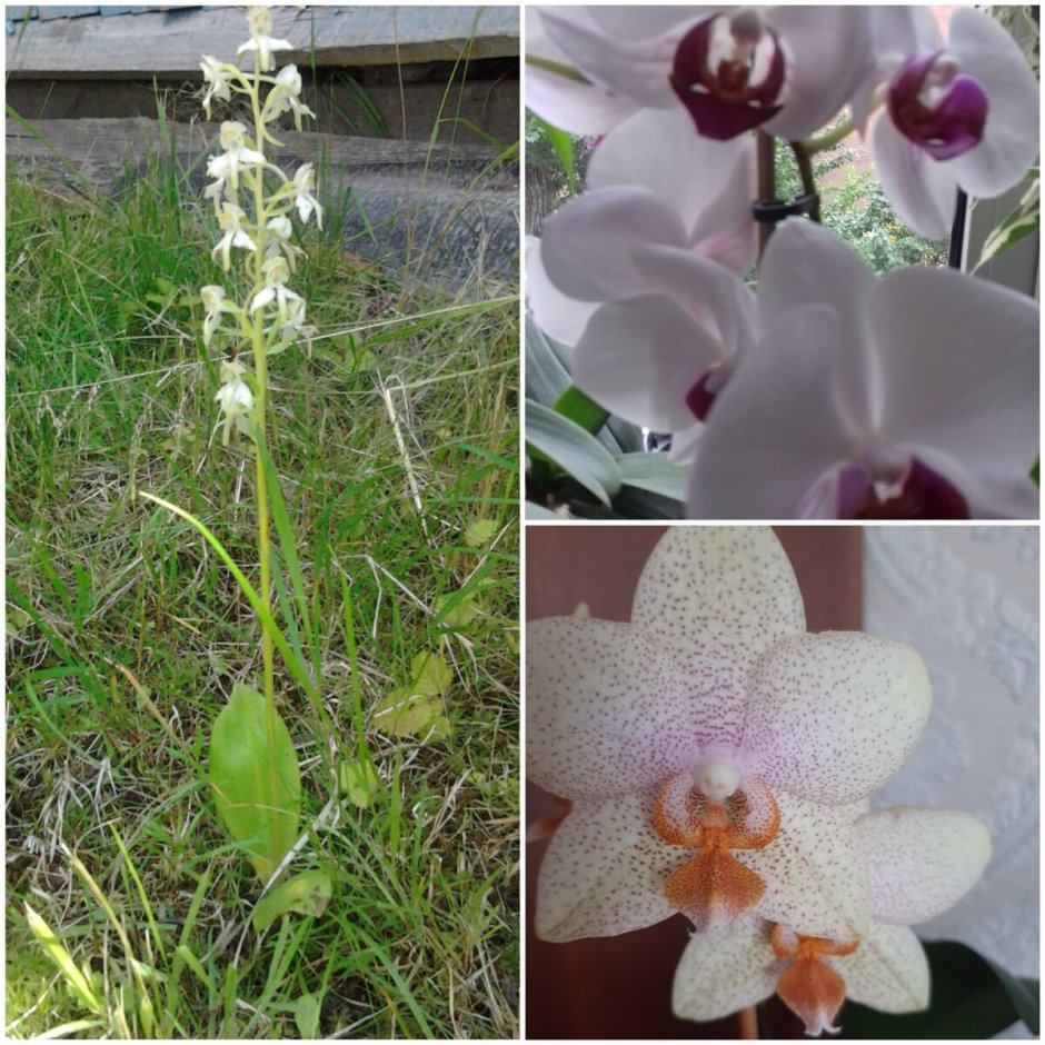 Орхидея хатуюки