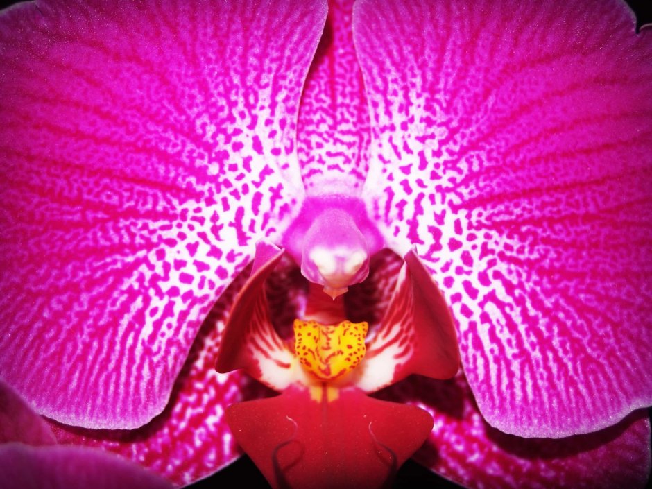 Фаленопсис Королевский пурпурный