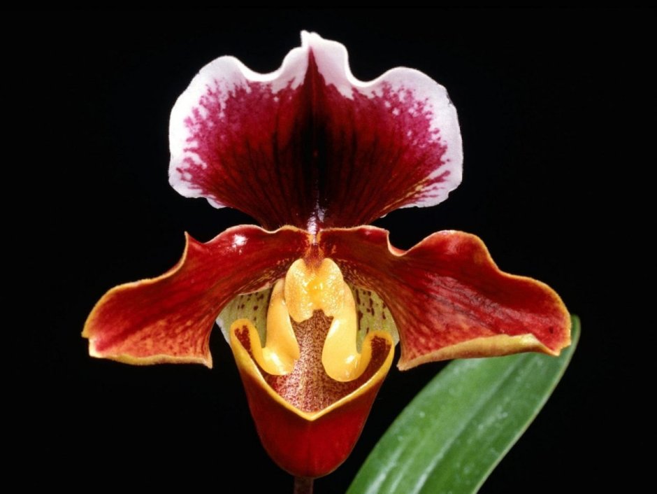 Пафиопедилум Орхидея бордовый