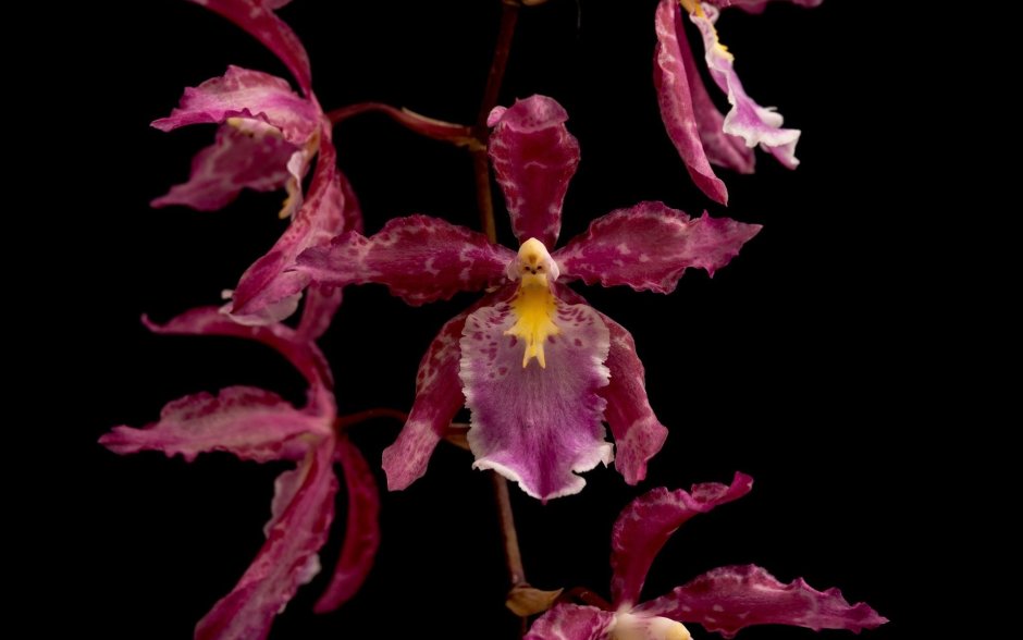 Цветы макро на темном фоне Орхидея