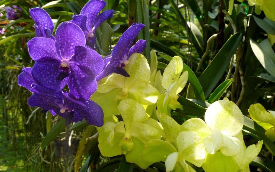 Орхидея Ванда желтая