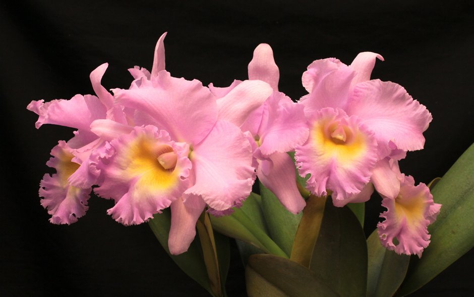 Каттлея Орхидея розовая махровая