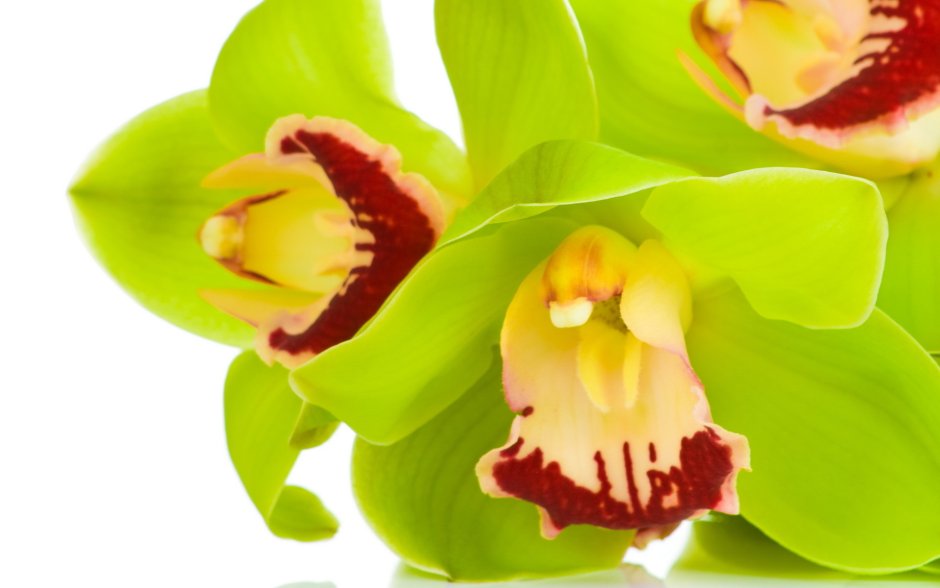 Орхидея Цимбидиум желтая
