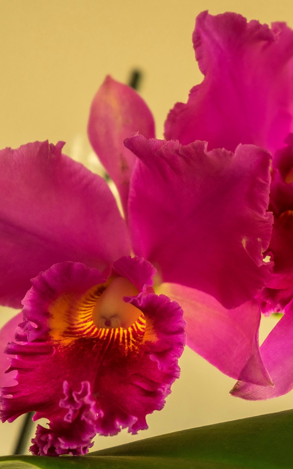 Каттлея розовая Орхидея фаленопсис