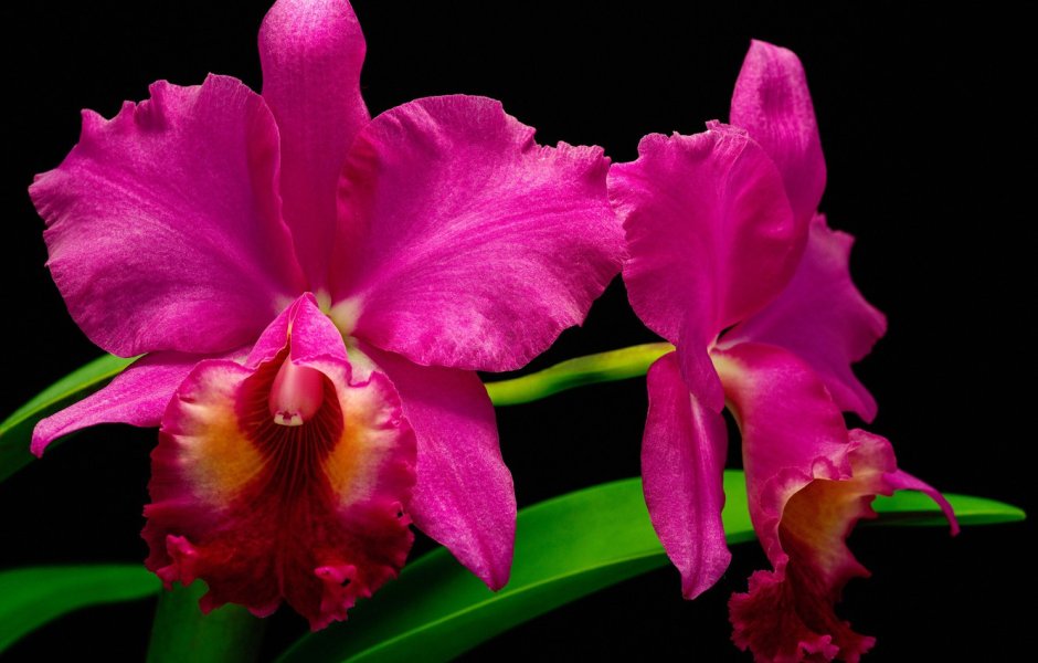 Орхидея Джаспер малиновый