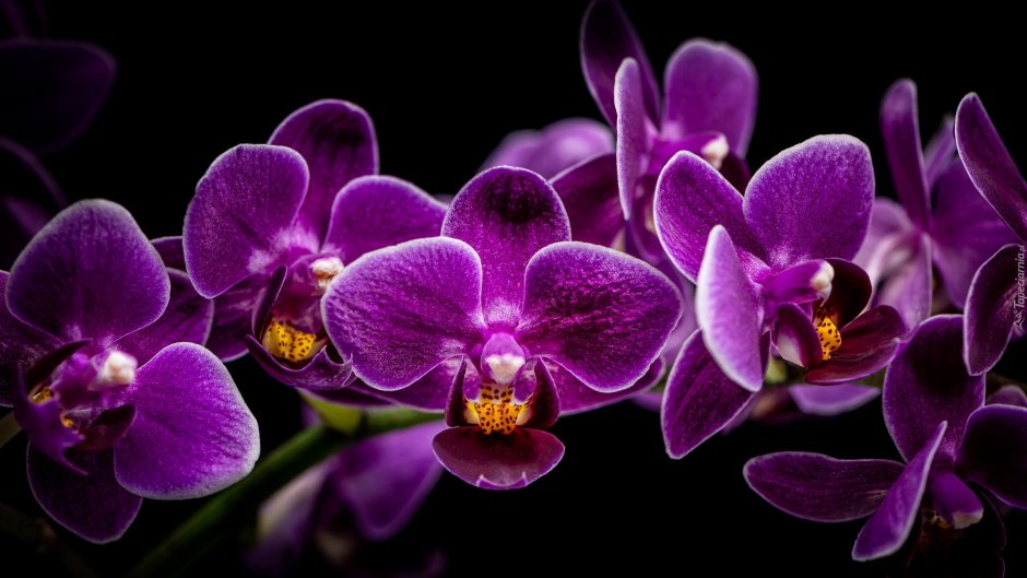 Орхидея баклажановая